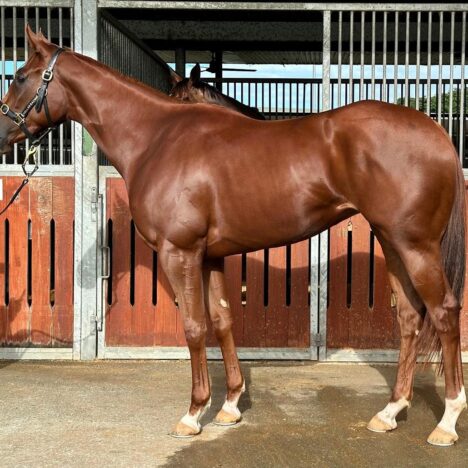 Inglis Classic’s Is Upon Us